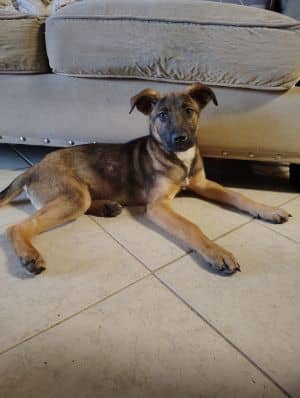 Amelia