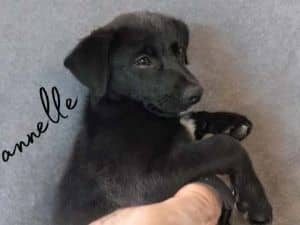 Annelle *Arriving 4/12*