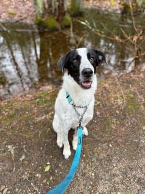 Annie Oakley (FOSTERED LOCALLY)