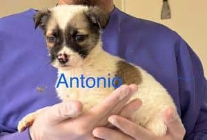 Antonio