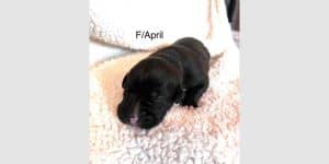 April - May Puppy