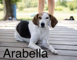 Arabella