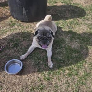 Arthur ***FOSTER NEEDED***