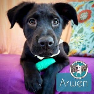 Arwen Waggins Elfenpaws