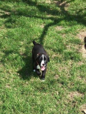Atwood - May Puppy