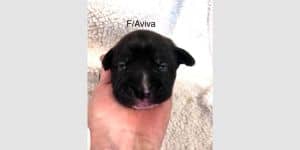 Aviva - May Puppy