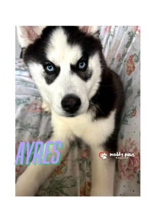 Ayres