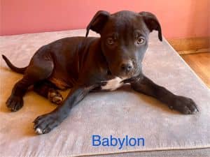 Babylon