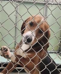 Bagel (Beagle)