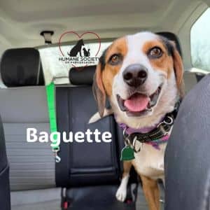 Baguette