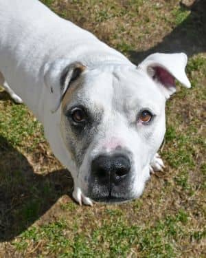 Bandit - Companion To Brandon