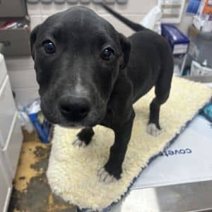 Barbra