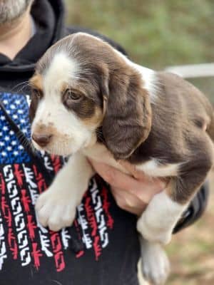 BEAGLE , SPANIEL MIX PUPS