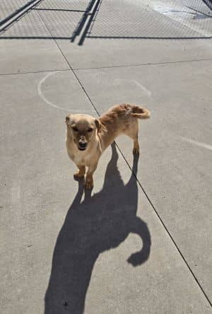 Benji