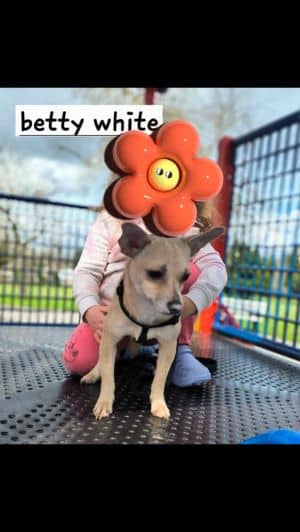 Bette White