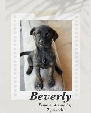 Beverly