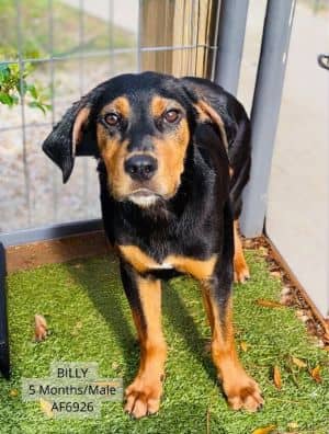 Billy
