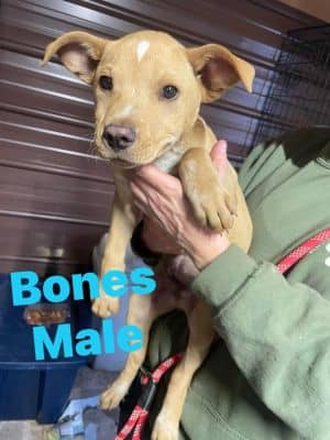 Bones