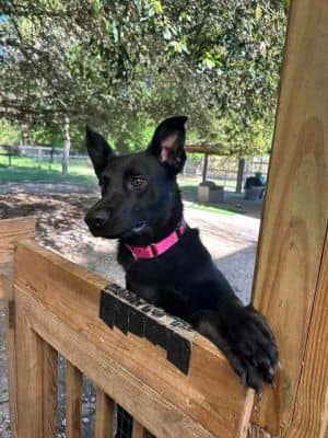 Bonita *Arriving 4/12*