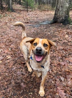 Bonnie - LOCAL
