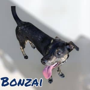 BONZAI