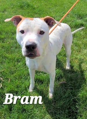 Bram Yrly 118