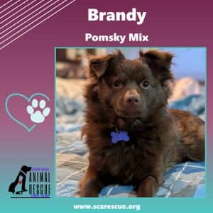 Brandy