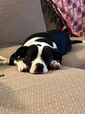 BRC Pups : Rocco