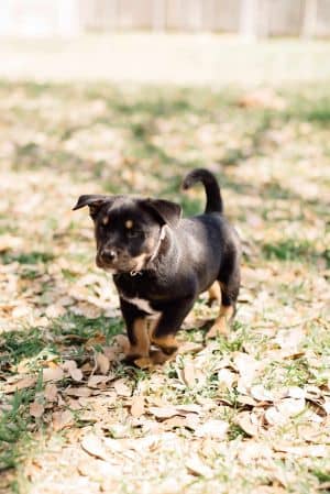 Brewster *Arriving 4/12*