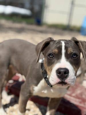 Bronson