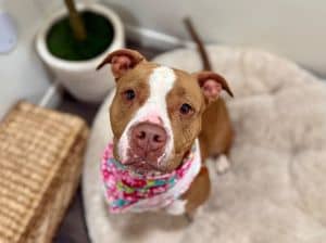 Brooklyn Baby the Sweetest Girl