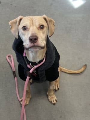 Bruce - Available in Foster