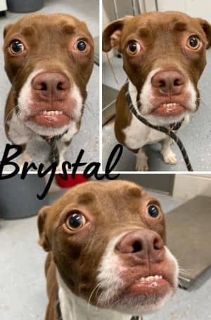 Brystal - SPONSORED