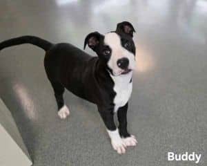 Buddy