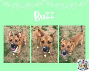 Buzz