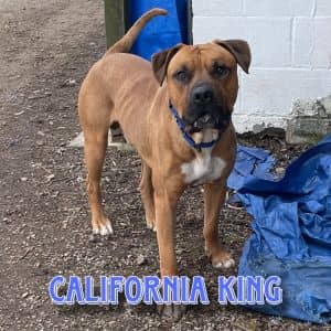 California King
