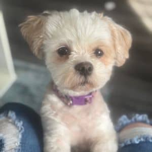 Callie Ray