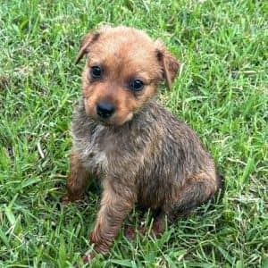 Canela