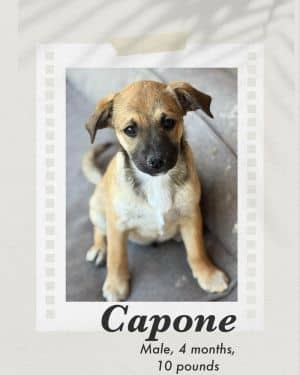 Capone