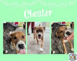 Chester