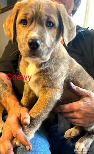 Chewy (jh)