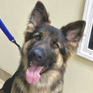 Cheyenne