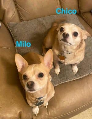 Chico