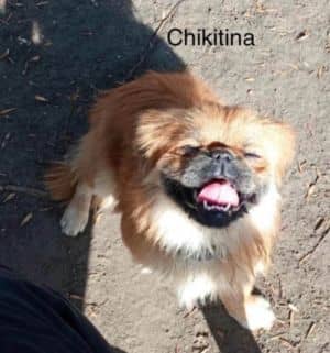Chikitina