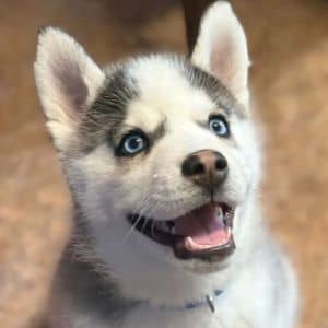Chip - Applications Pending