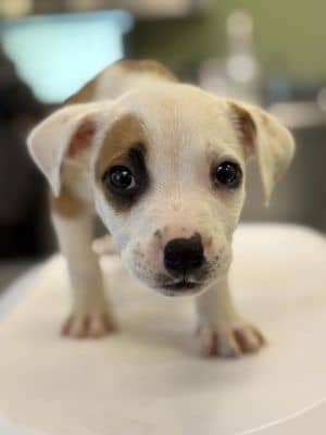 Chocolate chip mini