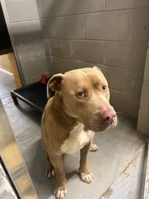CILLIAN - STRAY HOLD TIL 4/6/25