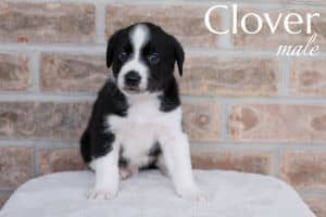 Clover
