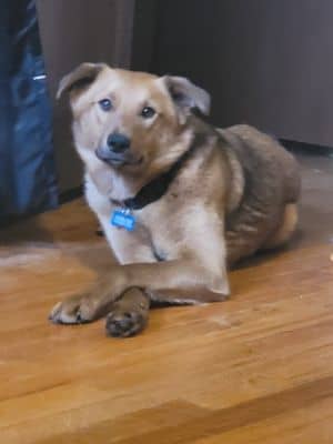 Colby Jack