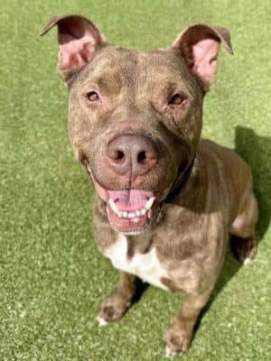 Colonel (FOSTER TO ADOPT)